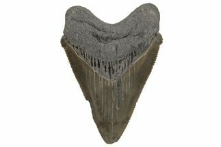 Serrated, Juvenile Megalodon Tooth - South Carolina #212993