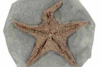 Exceptionally Preserved Fossil Starfish #213176