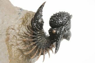 Spiny Lichid (Acanthopyge) Trilobite - Insane Preparation! #213424
