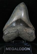 Huge Megalodon Tooth - Stunning! #13145