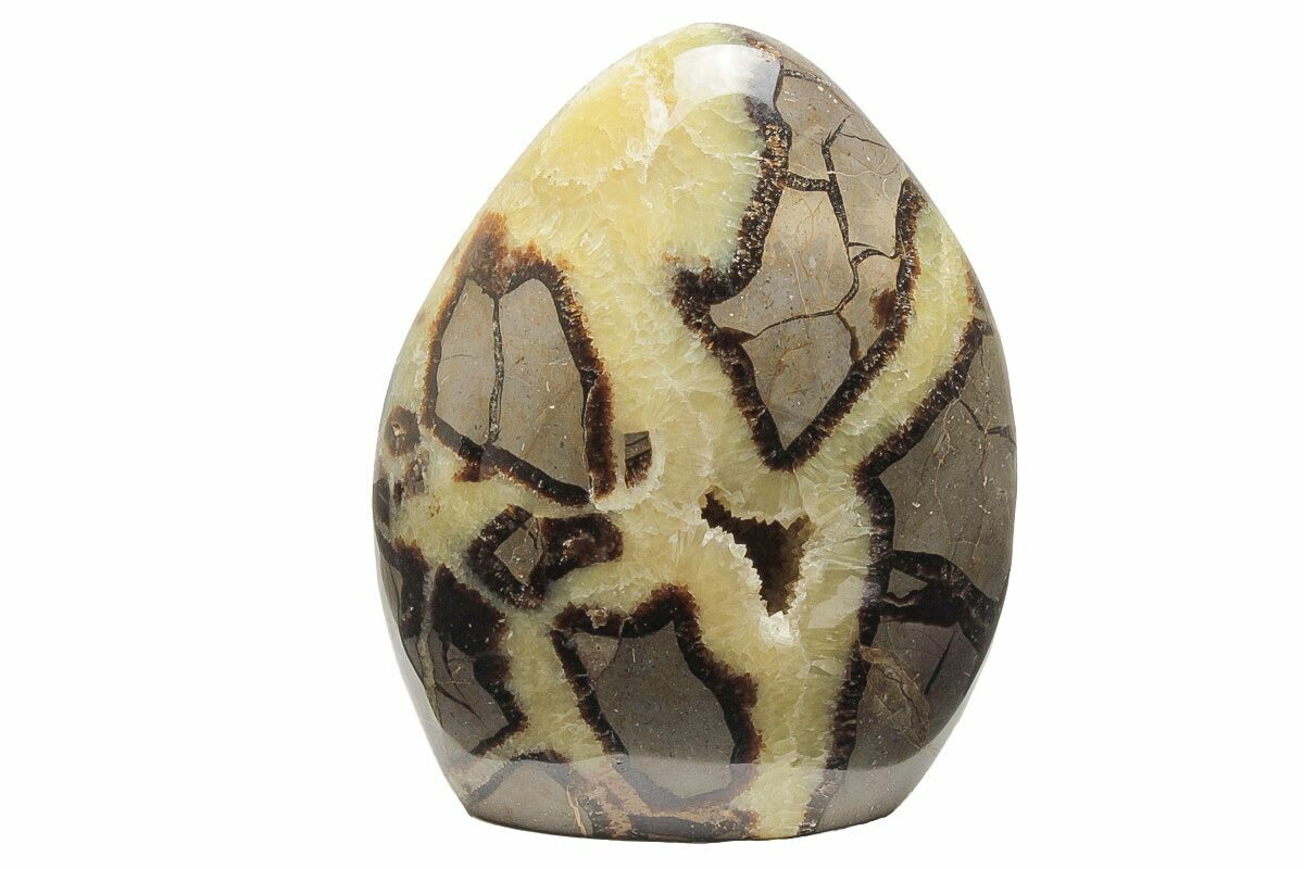 Septarian Form 5.4