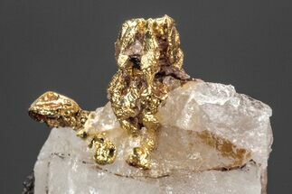 Native Gold Formation in Quartz - Morocco #213546