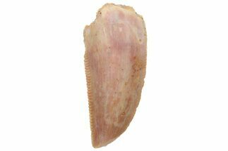 Serrated, Raptor Tooth - Real Dinosaur Tooth #213710