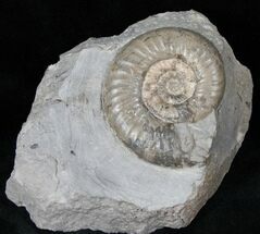 Dumortiera Ammonite Fossil - Germany #13164