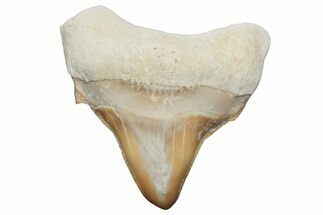 Pathological Otodus Shark Tooth - Morocco #213901