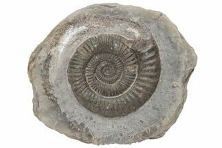 Ammonite (Dactylioceras) Fossil - England #211636
