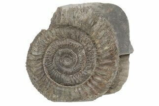 Ammonite (Dactylioceras) Fossil - England #211650