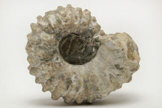 Bumpy Ammonite (Douvilleiceras) Fossil - Madagascar #205021