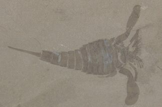 Eurypterus (Sea Scorpion) Fossil - New York #207557