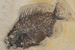Fossil Fish (Cockerellites) - Green River Formation #214092