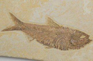Detailed Fossil Fish (Knightia) - Wyoming #214132