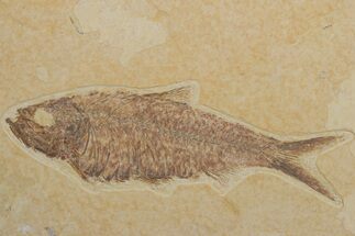 Detailed Fossil Fish (Knightia) - Wyoming #214133