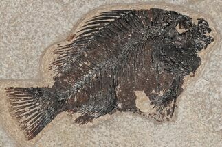 Fossil Fish (Cockerellites) - Green River Formation #214091