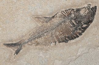 Fossil Fish (Diplomystus) - Green River Formation #214104