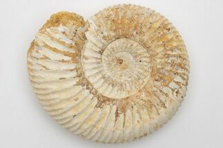 Jurassic Ammonite (Perisphinctes) Fossil - Madagascar #203905
