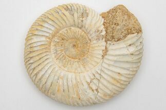 Jurassic Ammonite (Perisphinctes) Fossil - Madagascar #203907