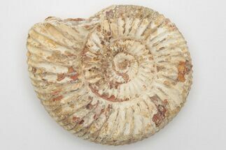 Jurassic Ammonite (Perisphinctes) Fossil - Madagascar #203912