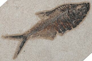Fossil Fish (Diplomystus) - Green River Formation #214141
