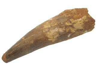 Massive, Real Spinosaurus Tooth #214330