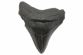 Serrated, Fossil Megalodon Tooth - South Carolina #212076
