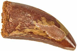 Serrated, Juvenile Carcharodontosaurus Tooth #214421