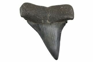 Fossil Broad-Toothed Mako Tooth - South Carolina #214525