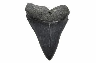 Fossil Broad-Toothed Mako Tooth - South Carolina #214526