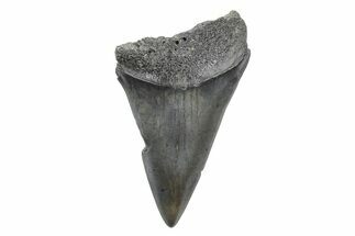 Fossil Broad-Toothed Mako Tooth - South Carolina #214529