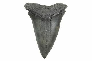 Fossil Broad-Toothed Mako Tooth - South Carolina #214532