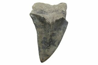 Fossil Broad-Toothed Mako Tooth - South Carolina #214545