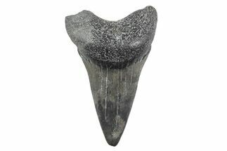 Fossil Broad-Toothed Mako Tooth - South Carolina #214556