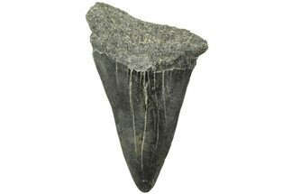 Fossil Broad-Toothed Mako Tooth - South Carolina #214493
