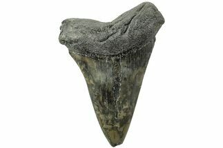 Huge, Fossil Broad-Toothed Mako Tooth - South Carolina #214482