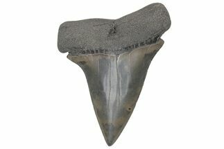 Fossil Broad-Toothed Mako Tooth - South Carolina #214588