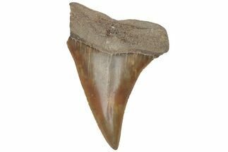 Fossil Broad-Toothed Mako Tooth - South Carolina #214597