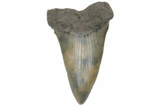Fossil Broad-Toothed Mako Tooth - South Carolina #214598