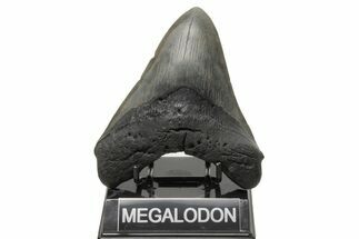 Fossil Megalodon Tooth - South Carolina #214681