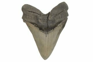 Serrated, Fossil Megalodon Tooth - South Carolina #214720