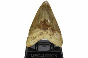 JahreFossil Shark teeth 5x Versteinerte Haizähne 1,8-3 cm alter ca 40-70 Mio 