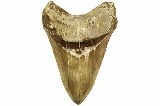 Serrated, Fossil Megalodon Tooth - Indonesia #214801