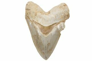 Serrated, Fossil Megalodon Tooth - Indonesia #214948