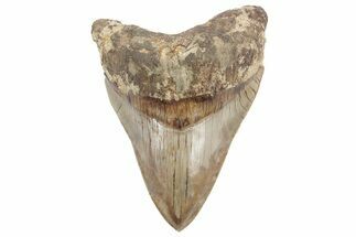 Serrated, Fossil Megalodon Tooth - Indonesia #214976