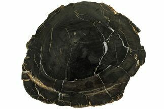Polished Petrified Wood Round - Sweet Home, Oregon #214985
