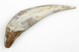 Fossil Primitive Whale (Basilosaur) Tooth - Morocco #215098