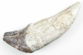 Fossil Primitive Whale (Pappocetus) Tooth - Morocco #215114