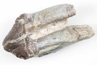 Fossil Primitive Whale (Pappocetus) Molar - Morocco #215123