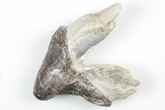 Fossil Primitive Whale (Pappocetus) Premolar - Morocco #215130