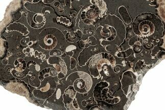 Polished Ammonite (Promicroceras) Slice - Marston Magna Marble #211370