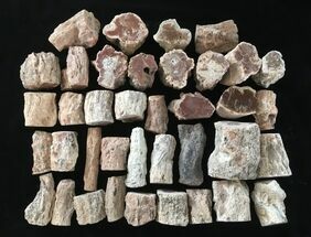 Clearance Lot: Madagascar Petrified Wood (Araucaria) Limbs - Pieces #215239