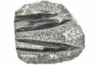 Polished Fossil Orthoceras Plate - Morocco #212568